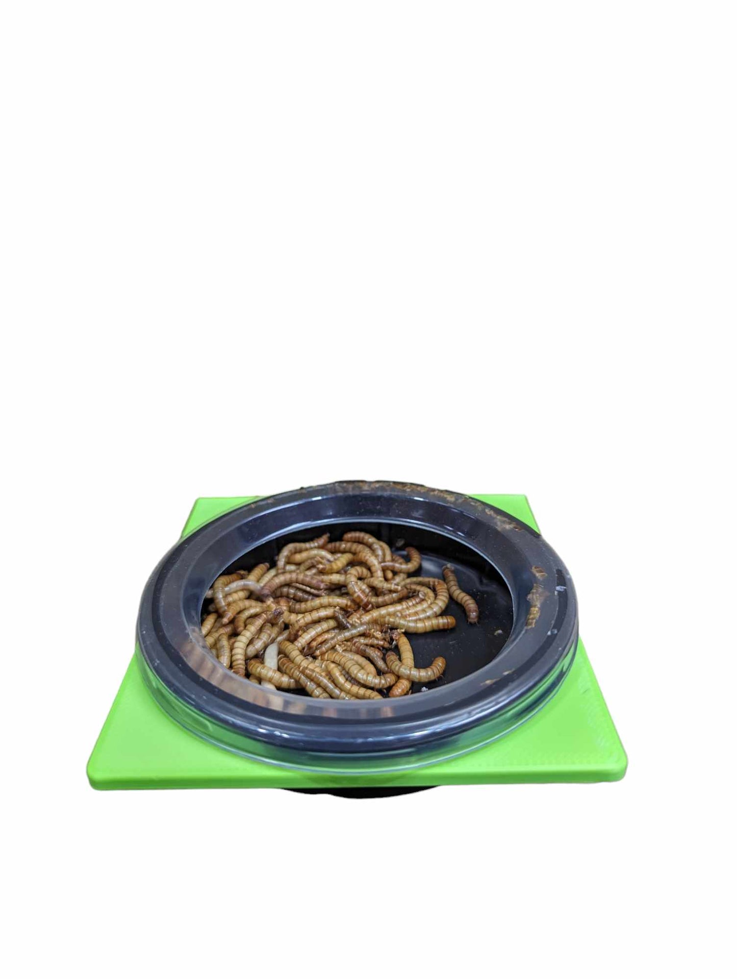 Meal Worm Dish Ledge