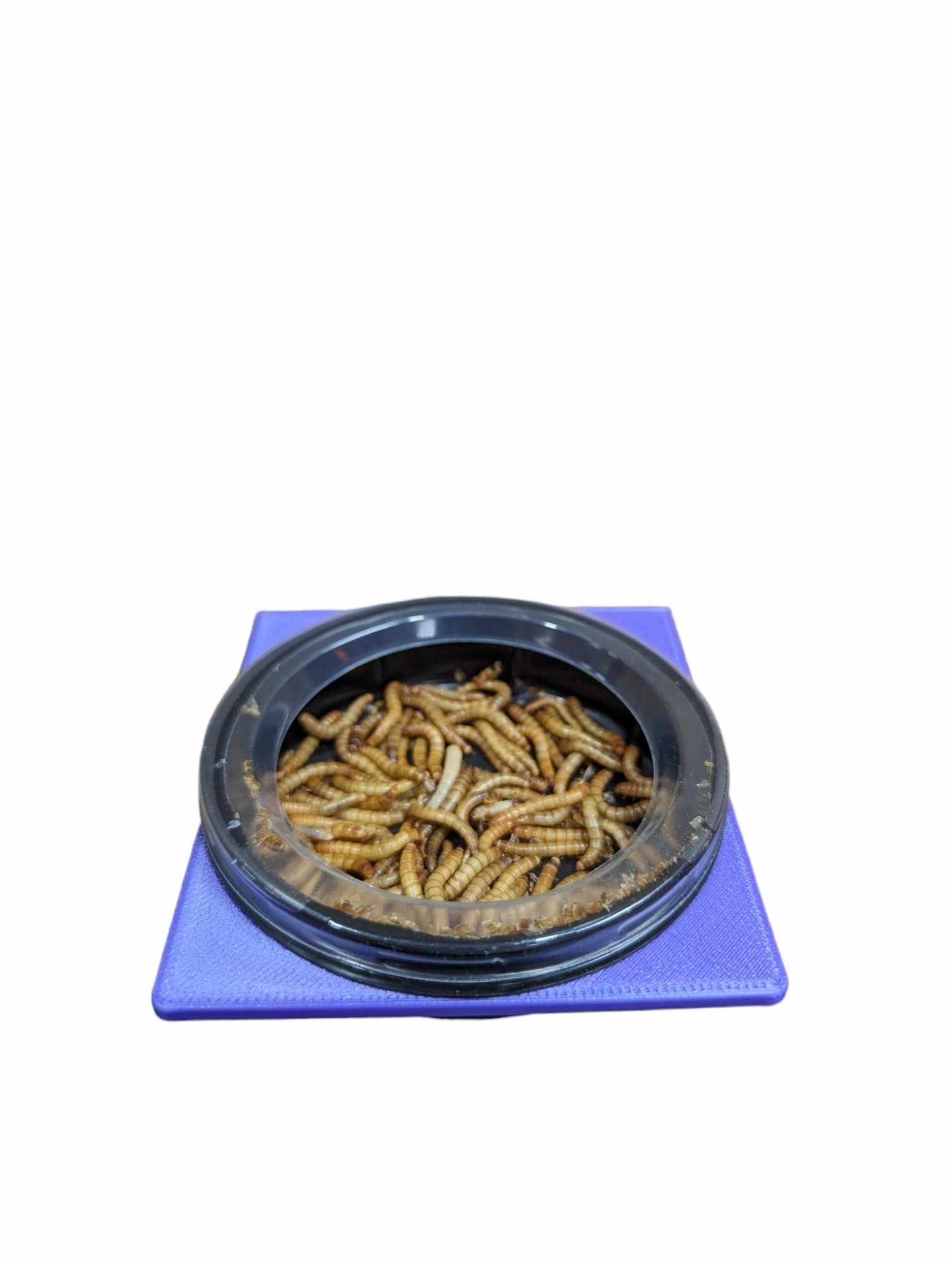 Meal Worm Plastic Food Dishes