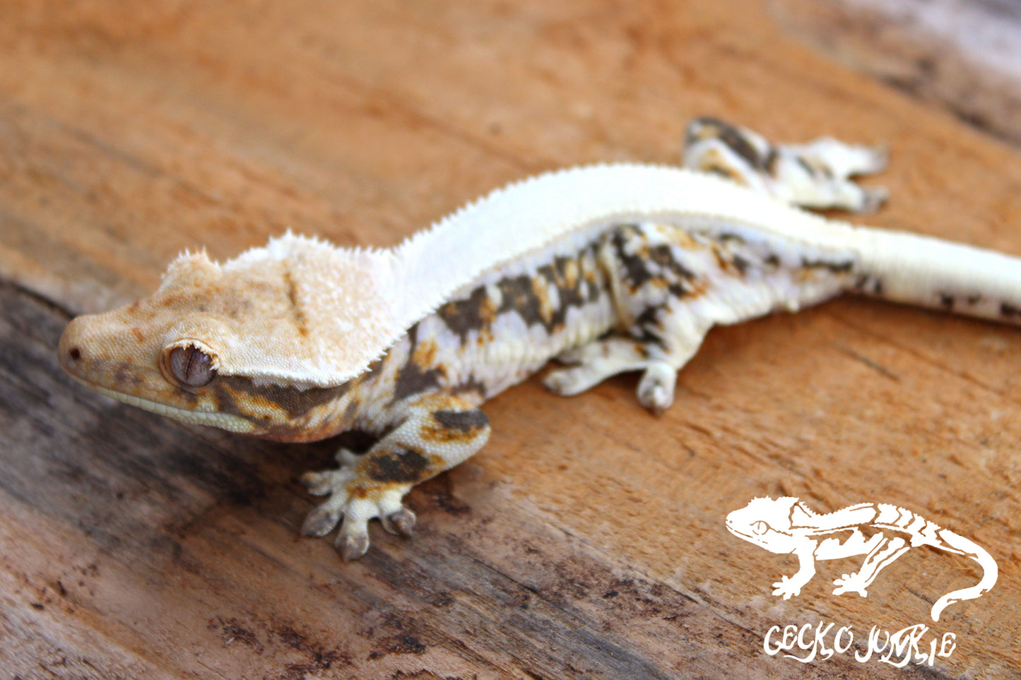 Crested Gecko AE