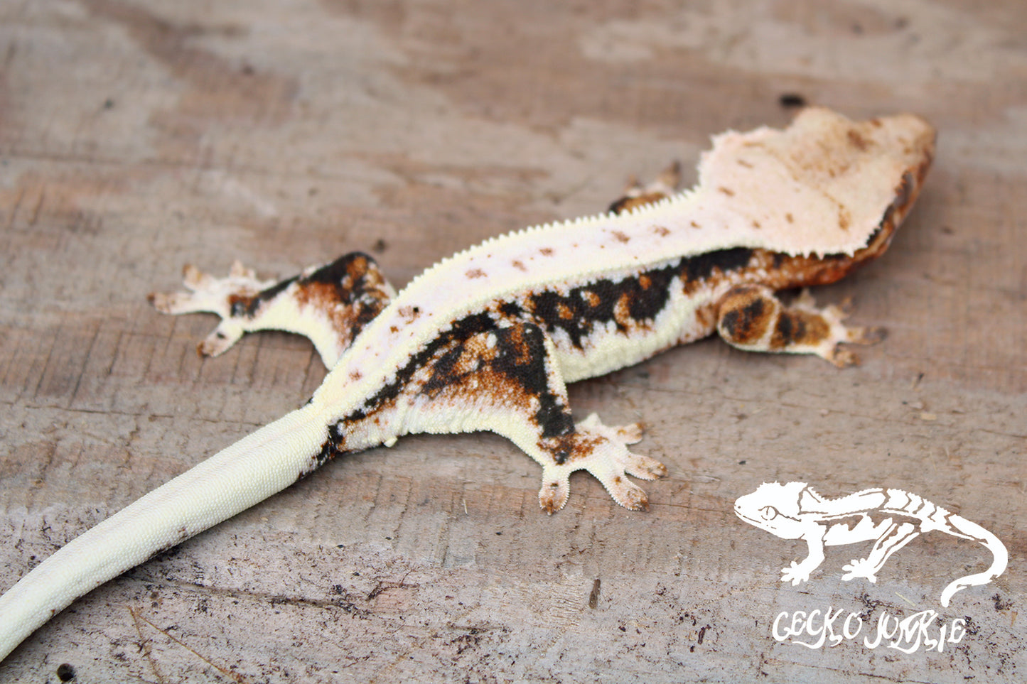 Crested Gecko AH