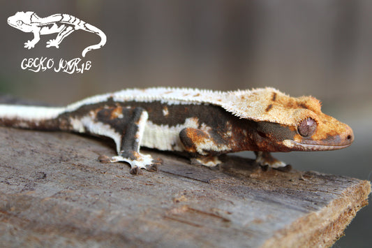 Crested Gecko AL