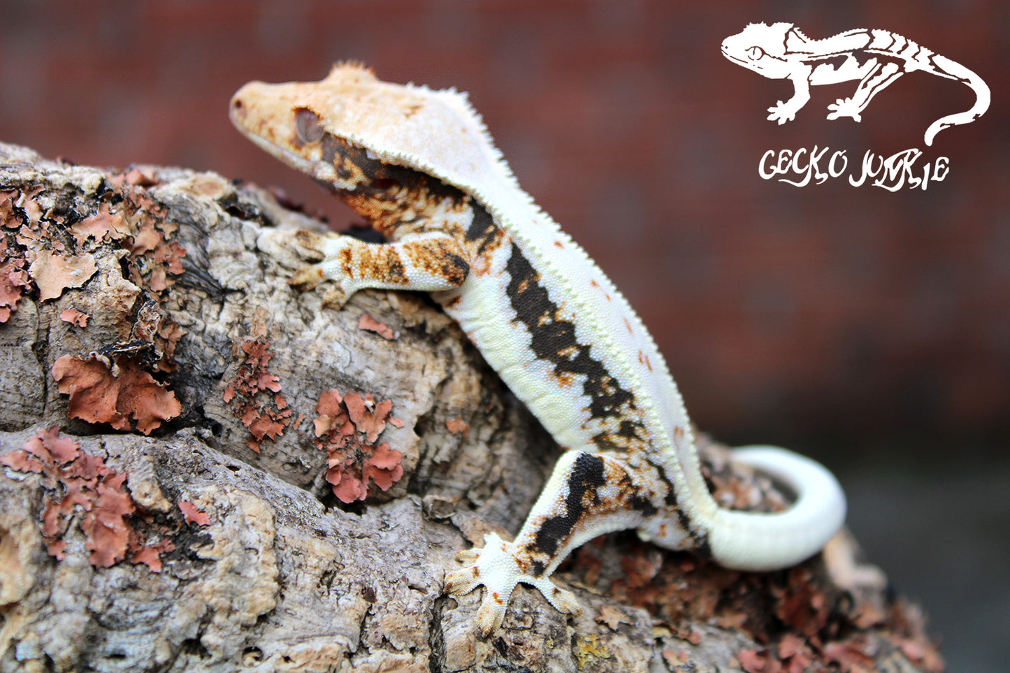 Crested Gecko AM