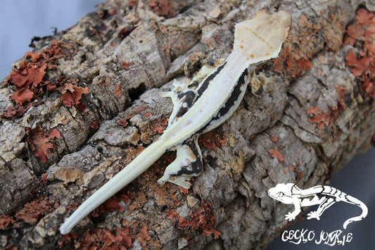 Crested Gecko AN