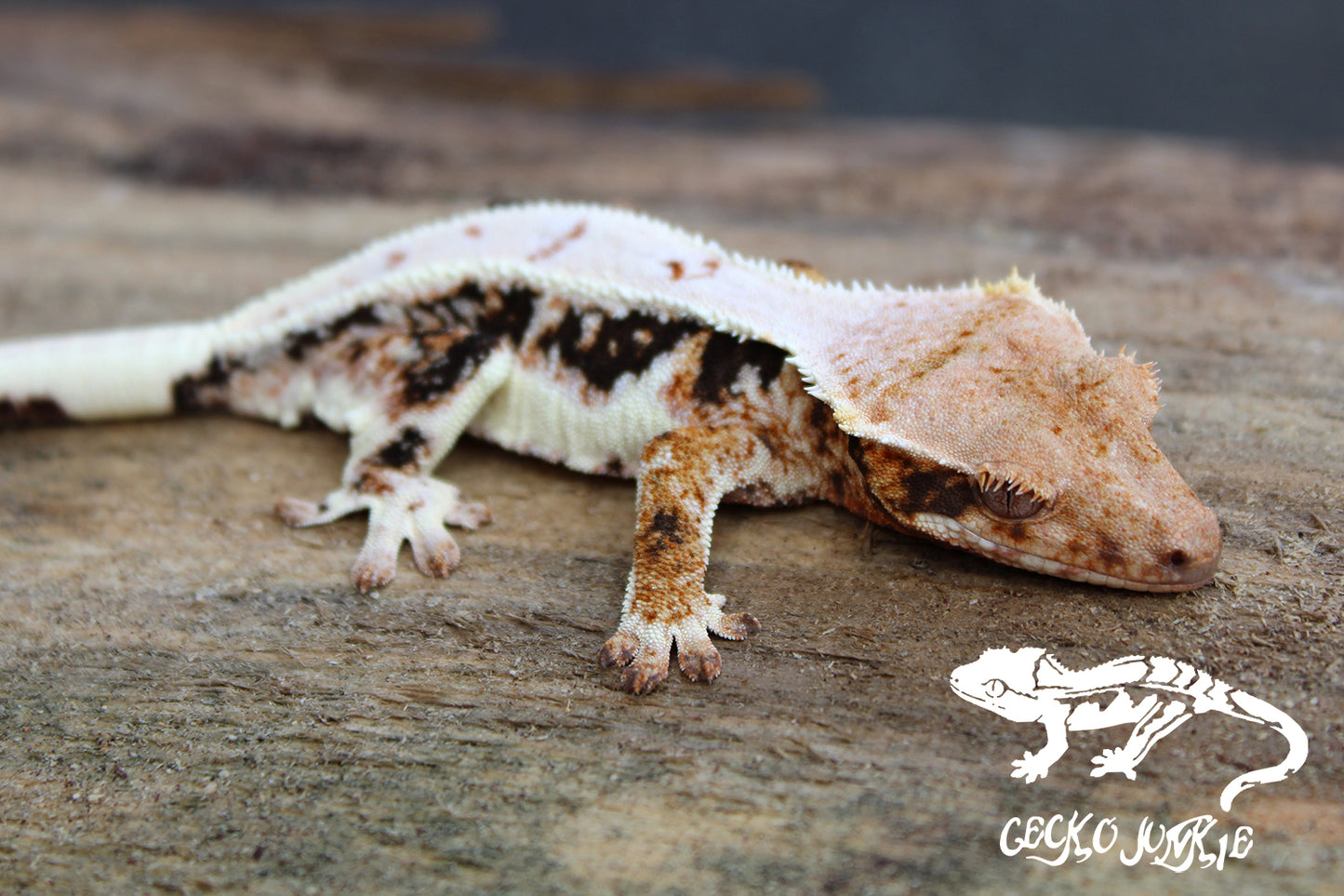 Crested Gecko AQ