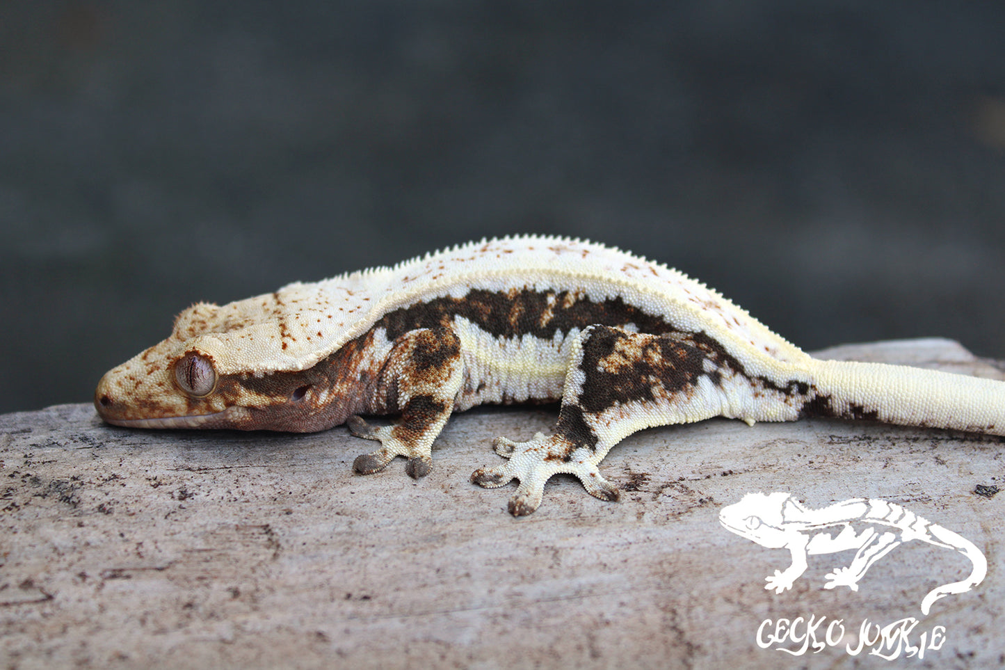 Crested Gecko AR