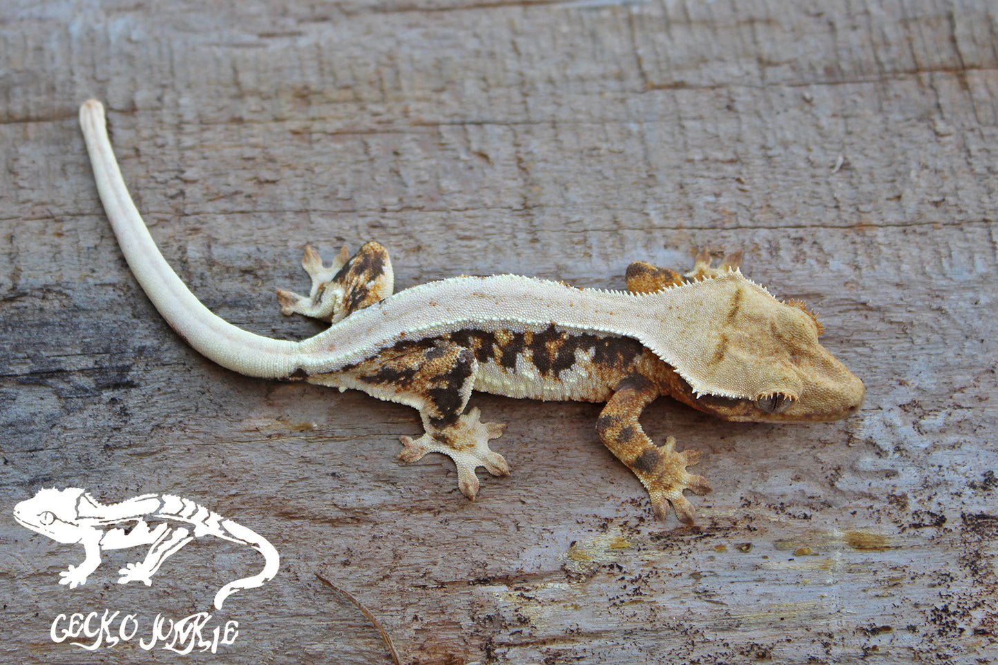 Crested Gecko AT