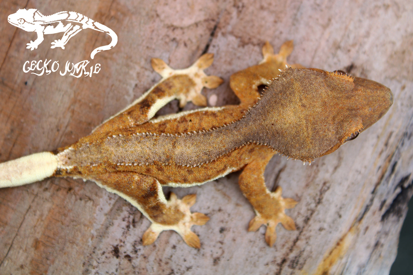 Crested Gecko AU