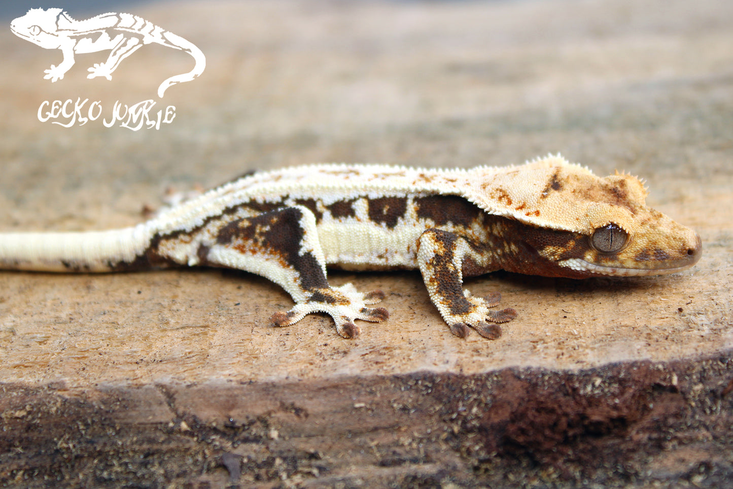 Crested Gecko AV