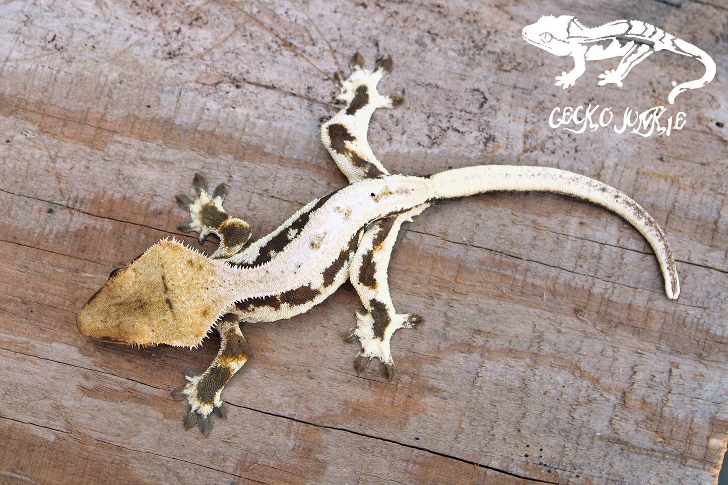 Crested Gecko AX