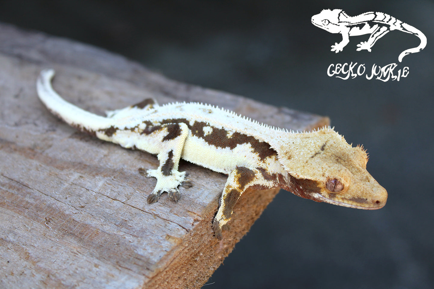 Crested Gecko AX