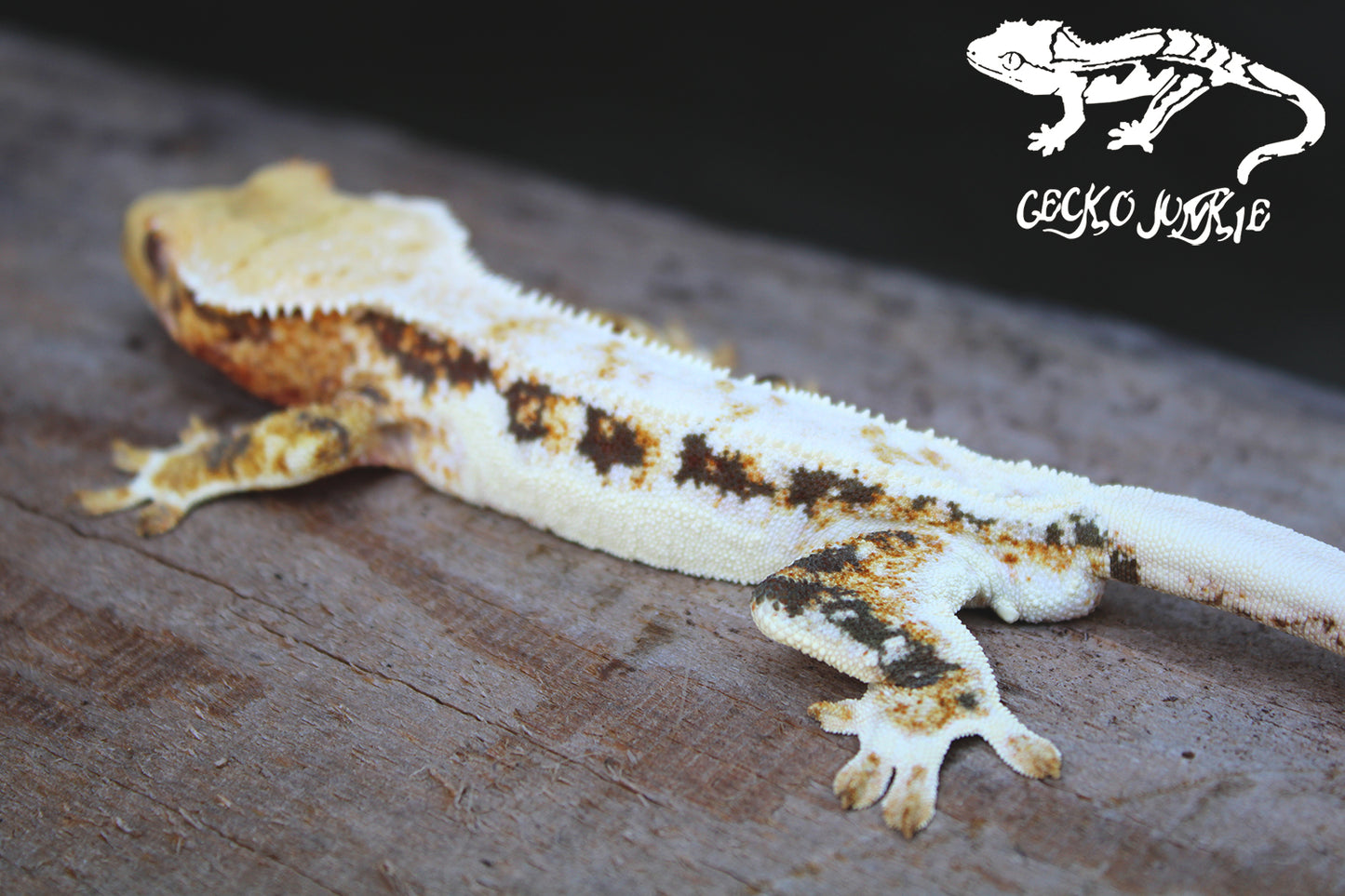 Crested Gecko AY