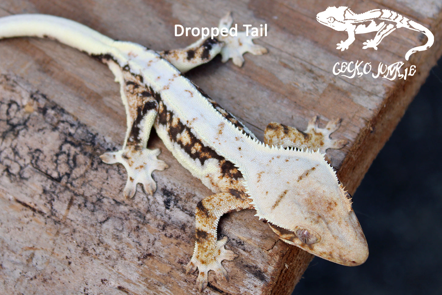 Crested Gecko BA