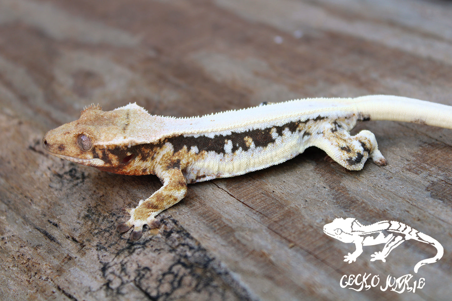 Crested Gecko BB