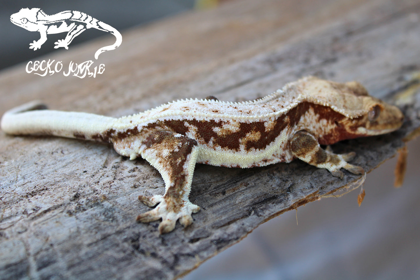 Crested Gecko BC