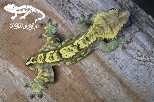 Crested Gecko BP