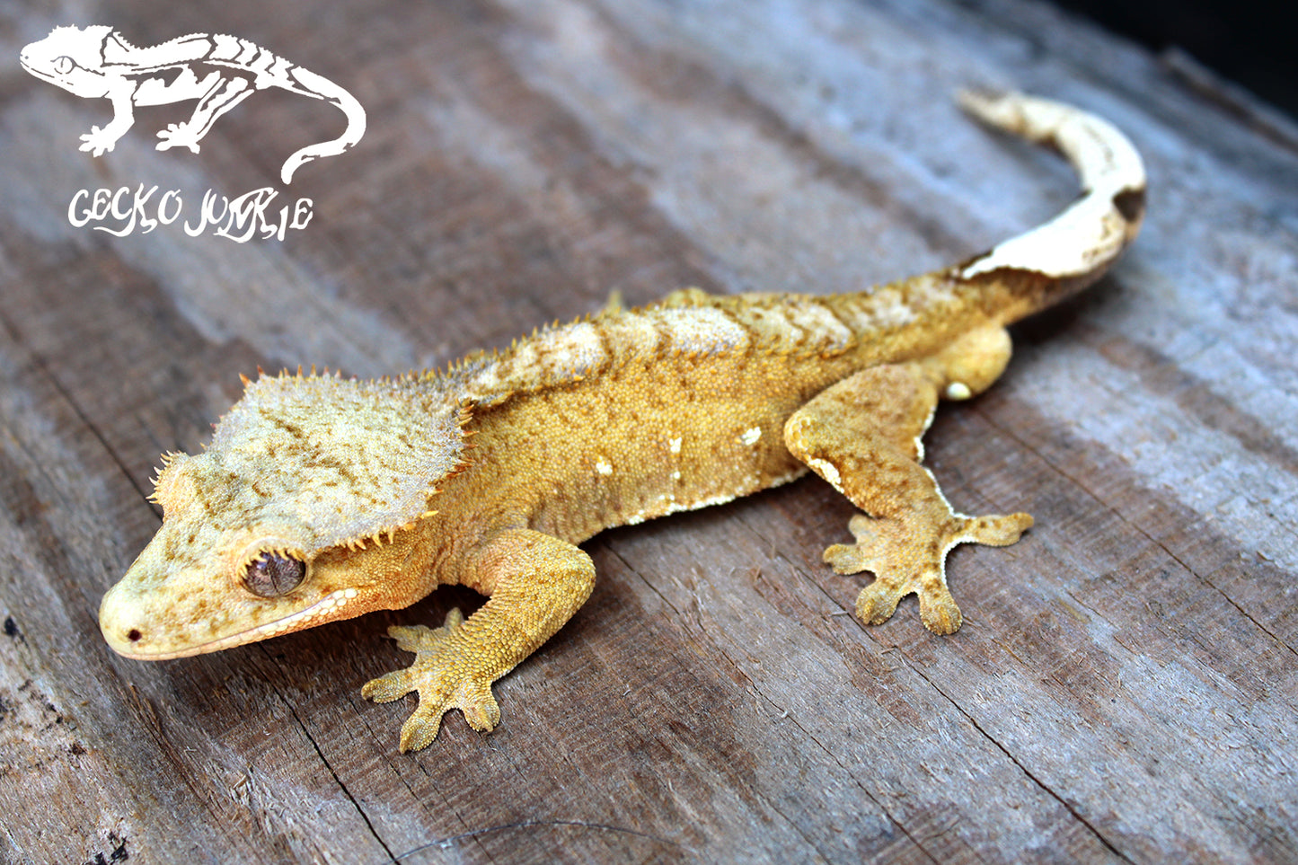 Crested Gecko BY