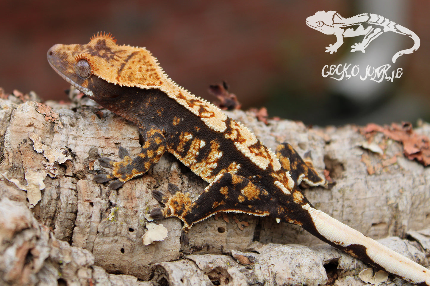 Crested Gecko HA01