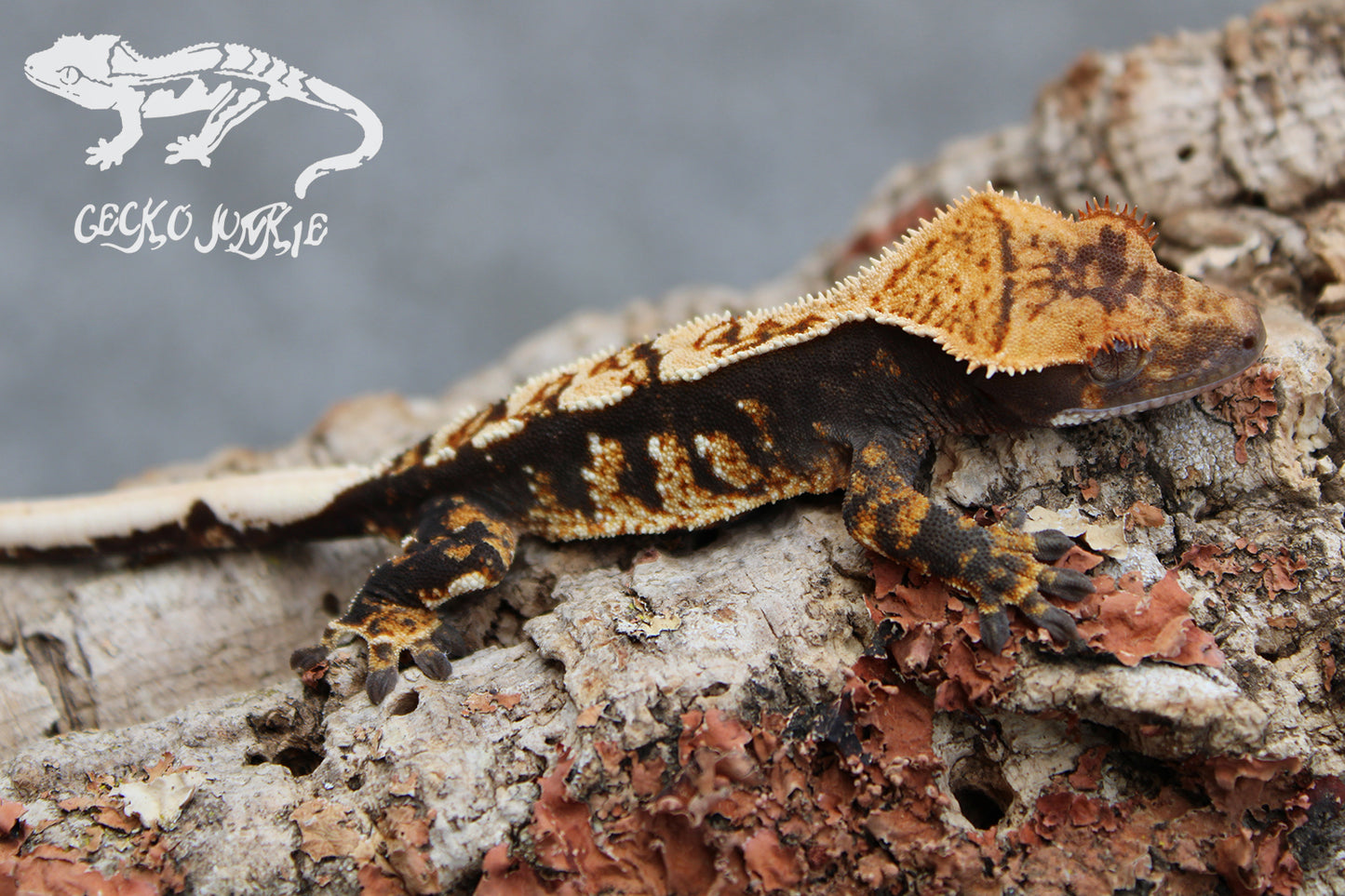 Crested Gecko HA01