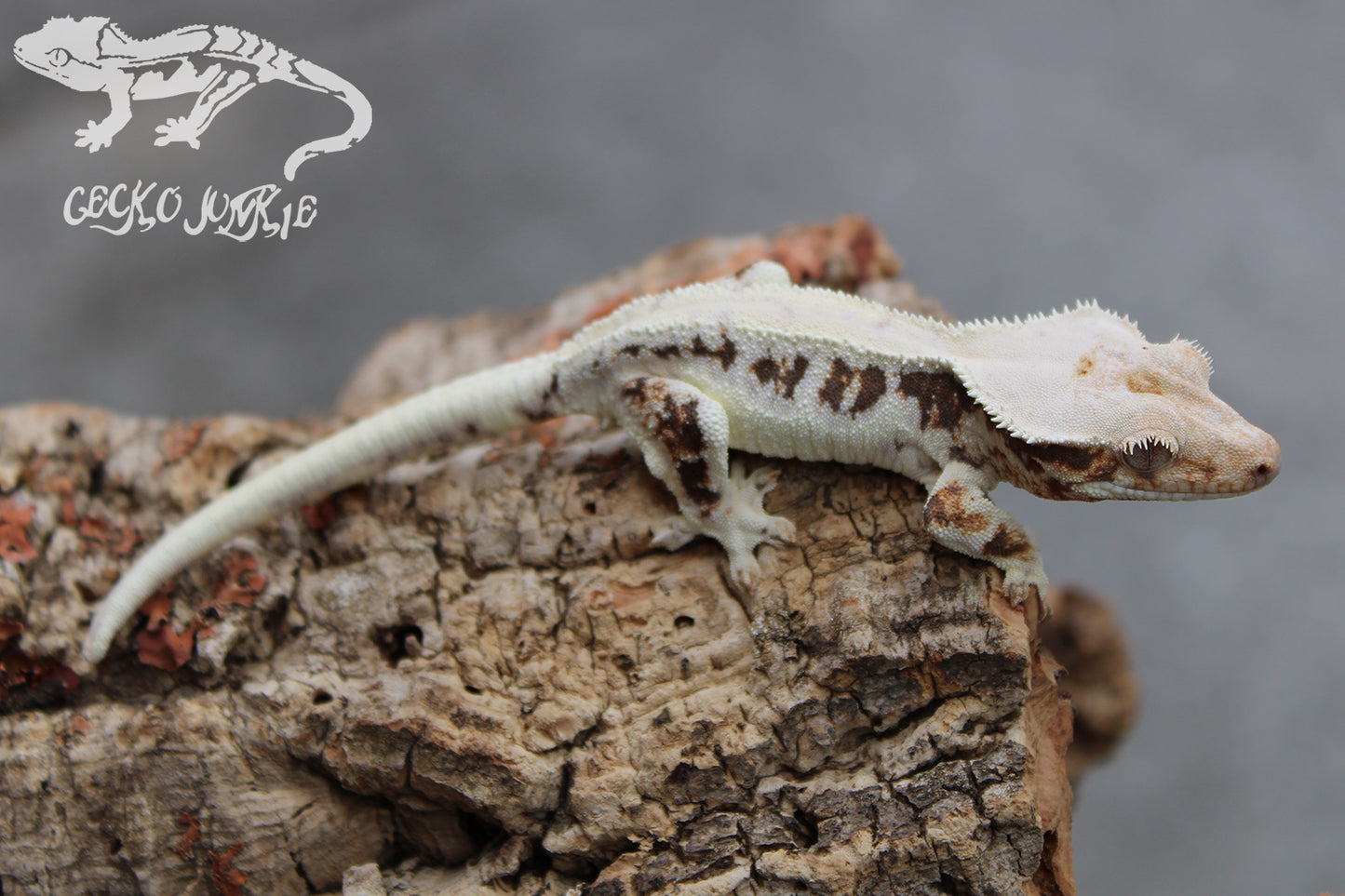Crested Gecko LWA01