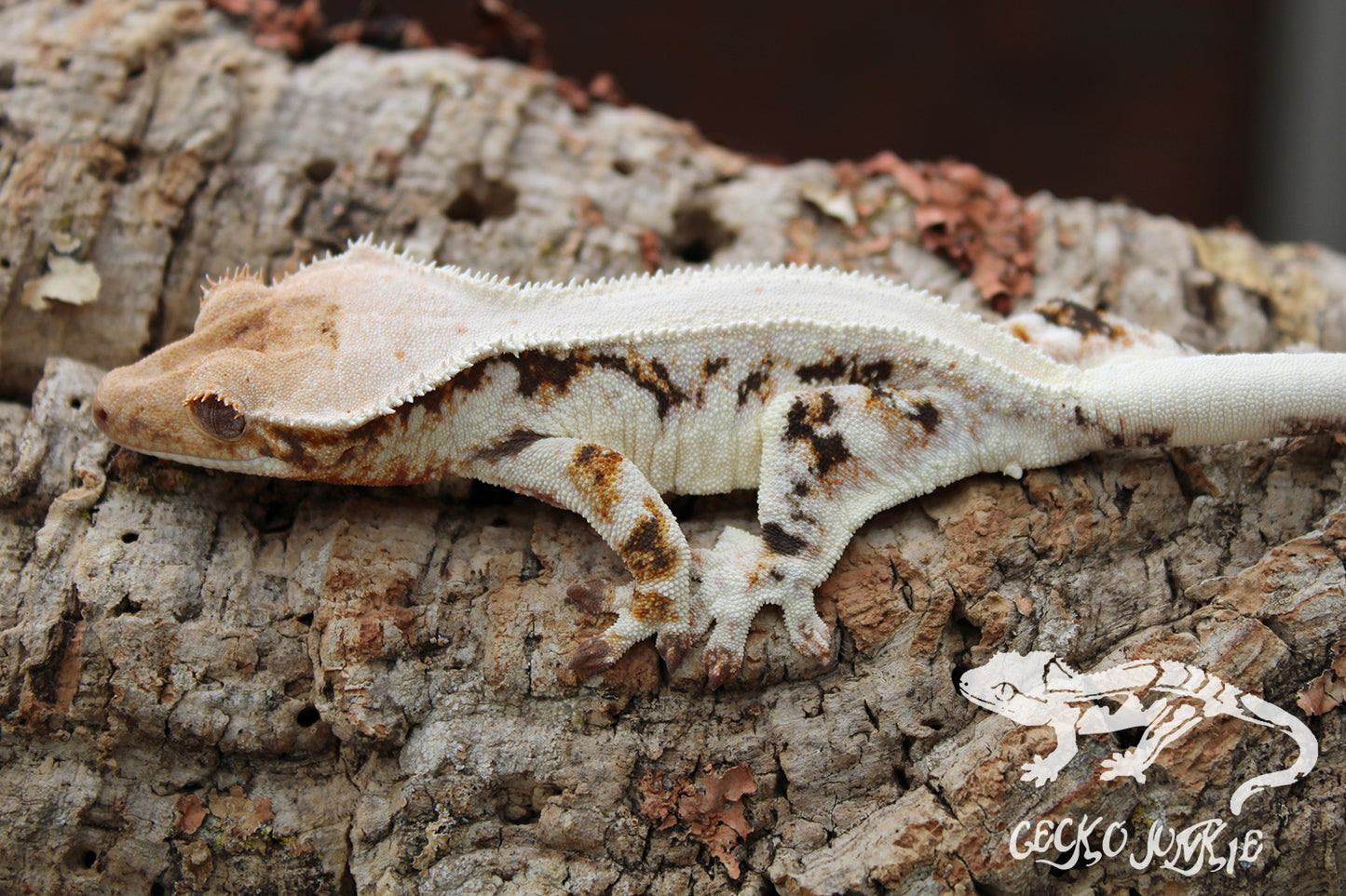 Crested Gecko LWA04