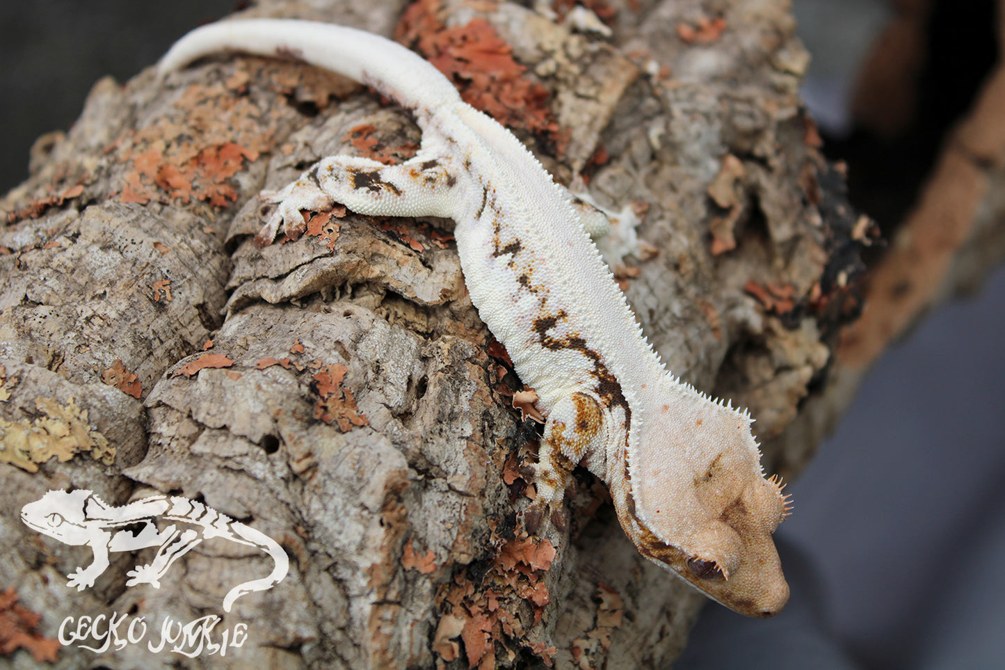 Crested Gecko LWA04