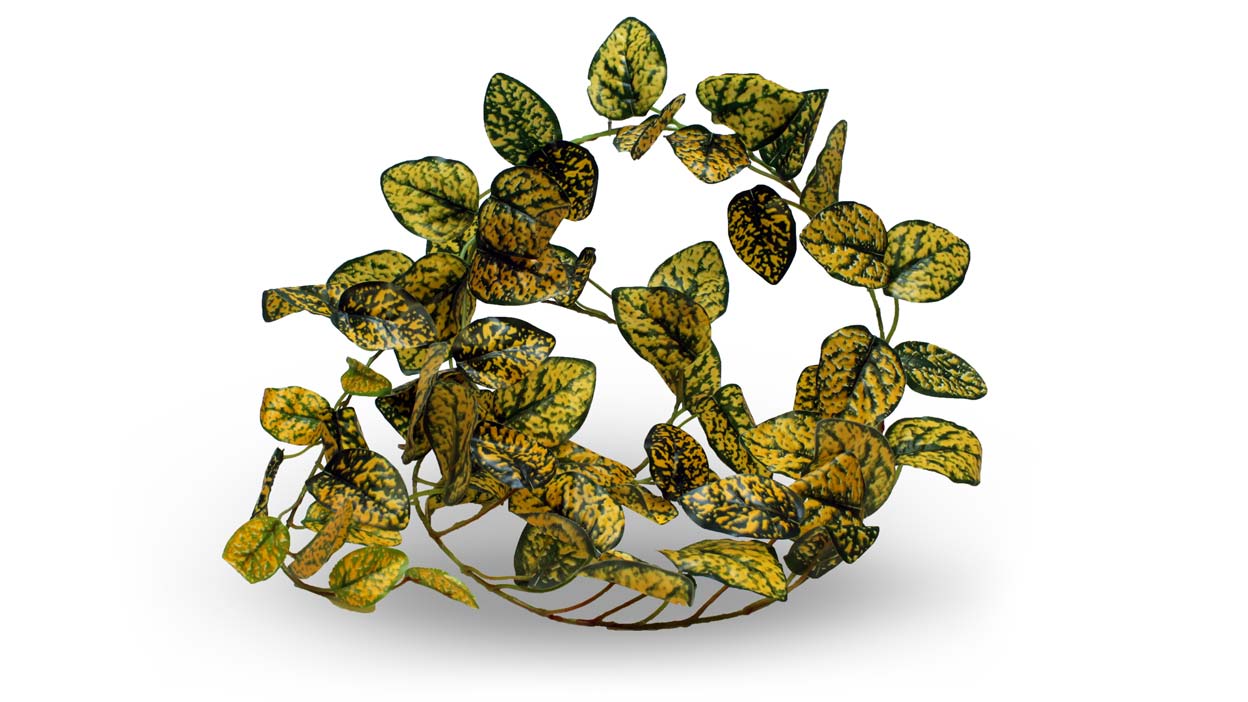 Pangea Leafy Vine