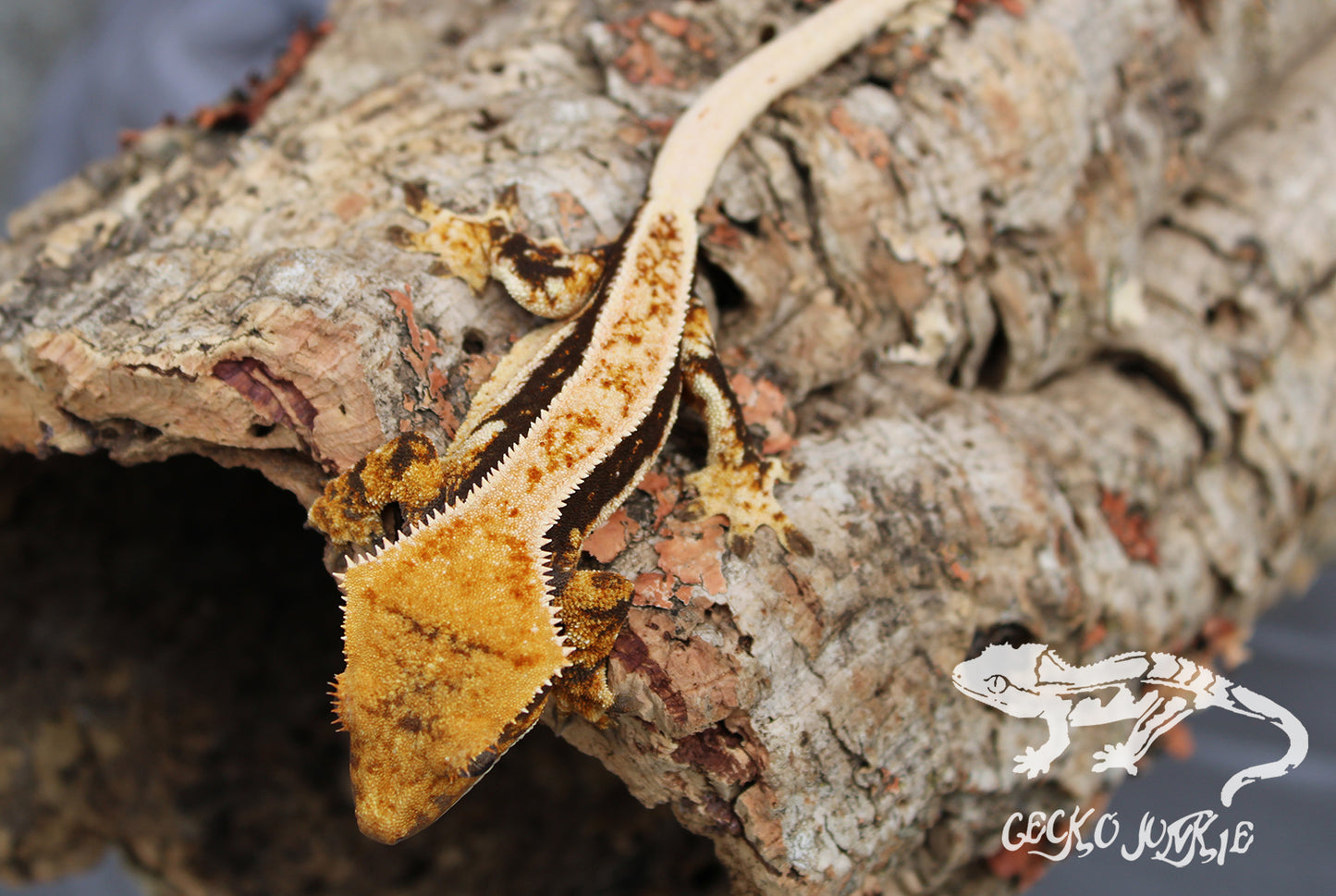 Crested Gecko PD05