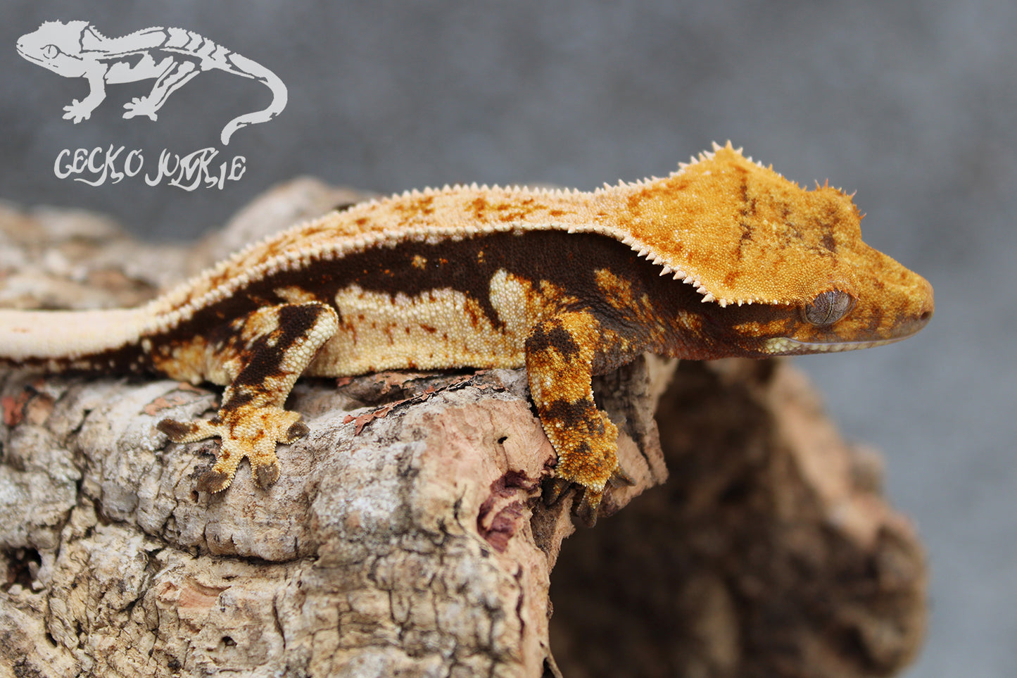 Crested Gecko PD05