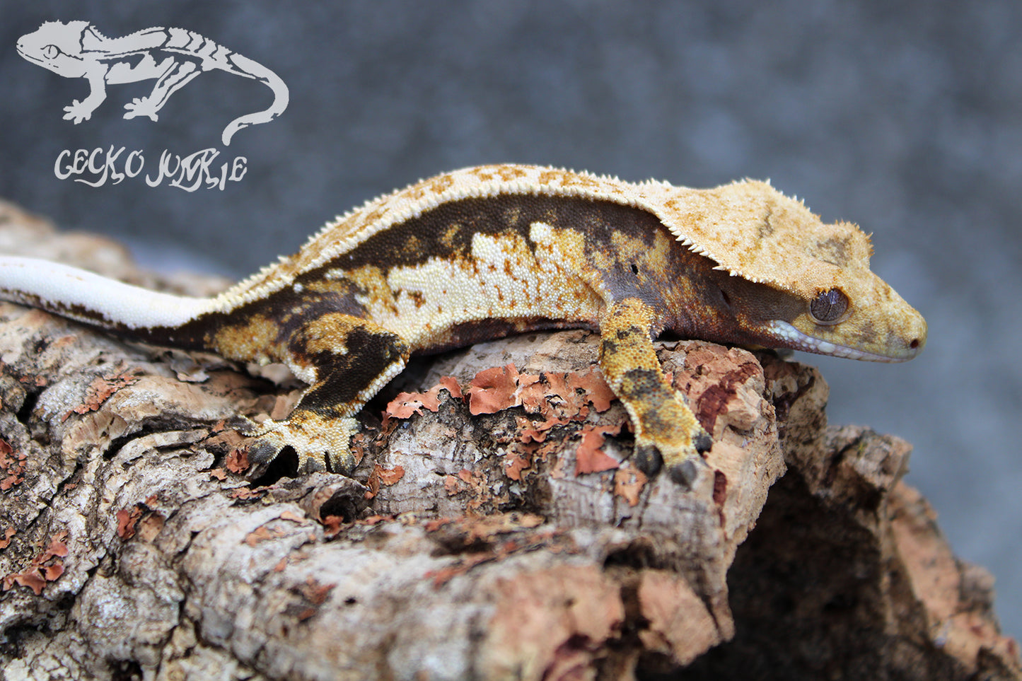 Crested Gecko PD06