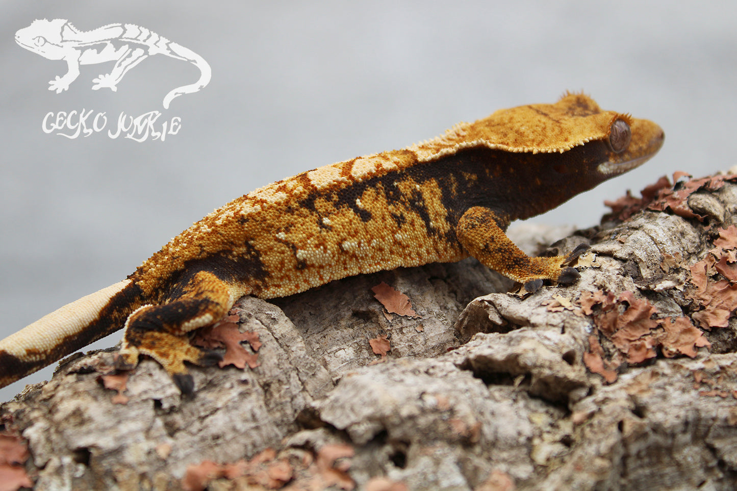 Crested Gecko XHB01