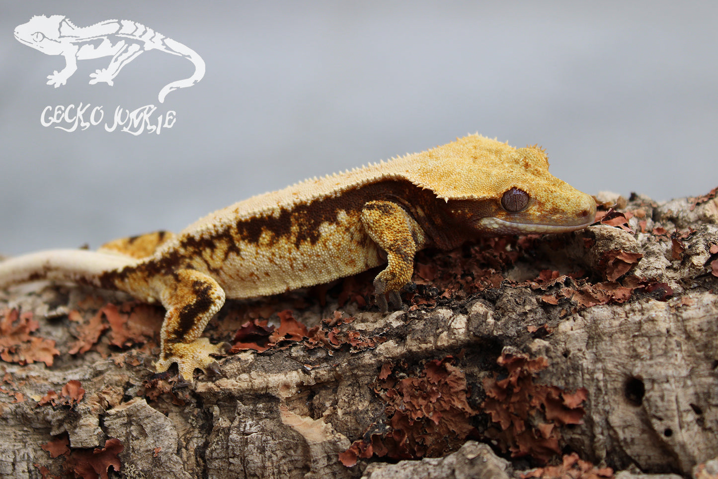 Crested Gecko XHB02