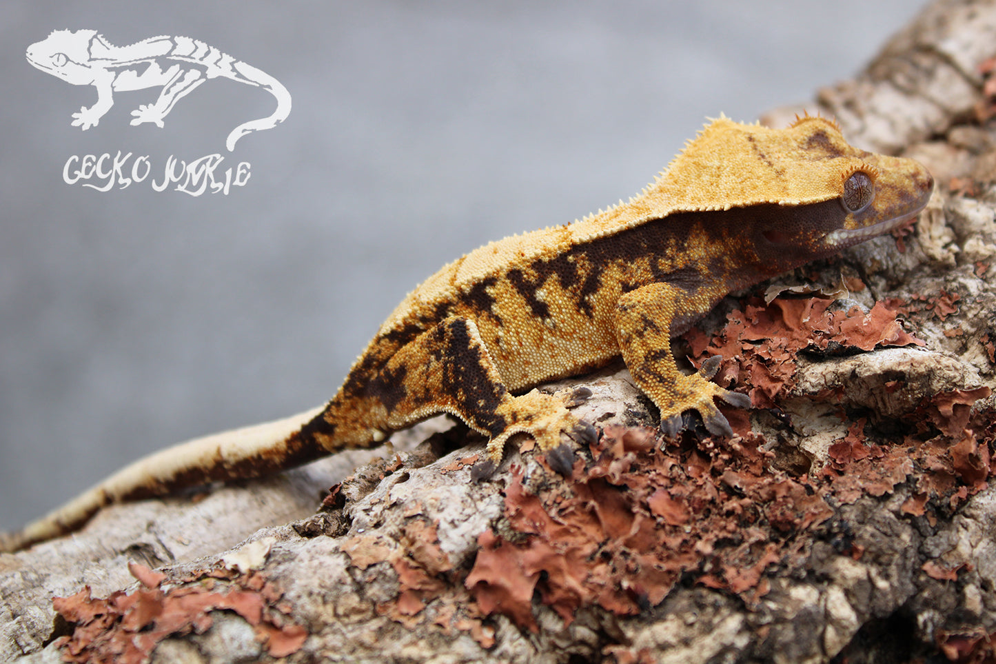 Crested Gecko XHB03