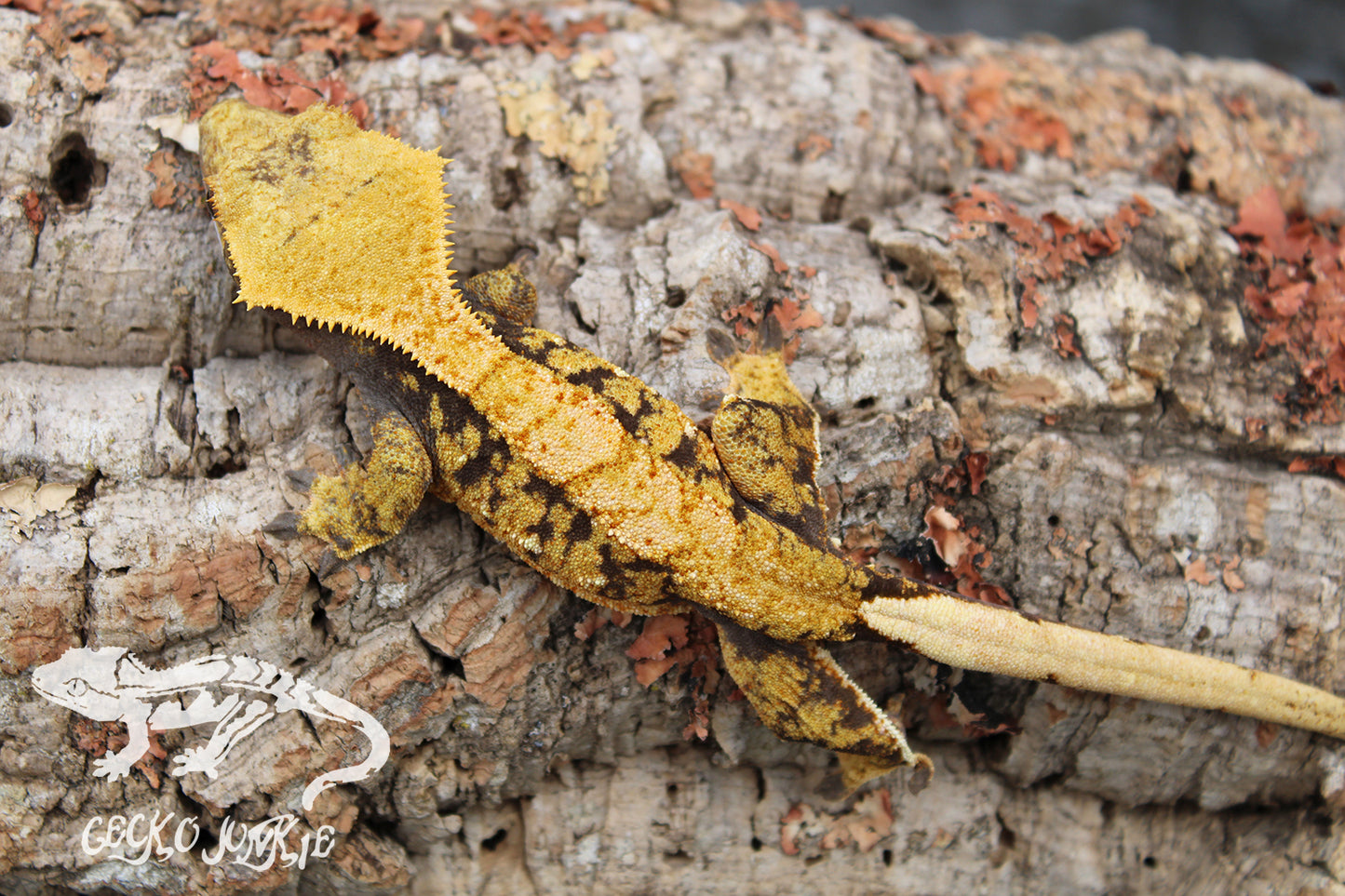 Crested Gecko XHB04