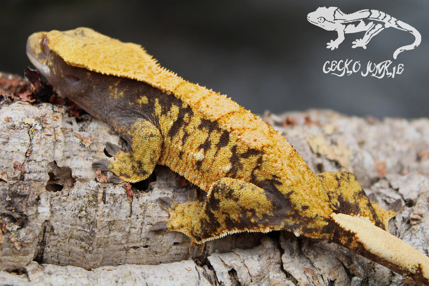 Crested Gecko XHB04