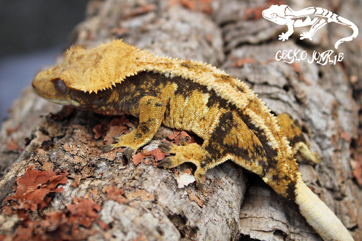 Crested Gecko XHB05